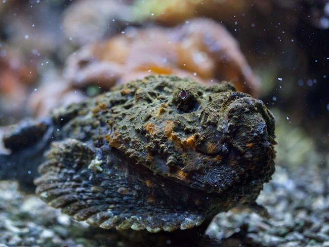 Stonefish have been talk of the town in Bundaberg recently. 