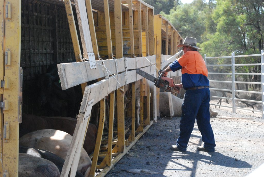 Western Downs Regional Council staff work to cut the surviving cattle free from the crash wreckage. Picture: Alasdair Young