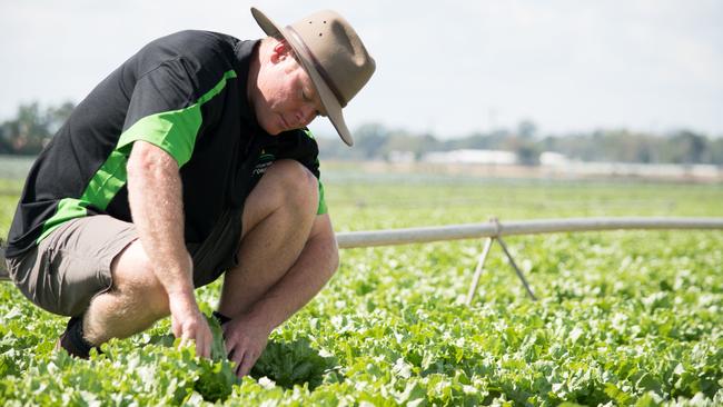 Former Lockyer Valley Growers Association president and current Terranova Seeds national manager Michael Sippel always welcomes the rain. Picture: Ali Kuchel