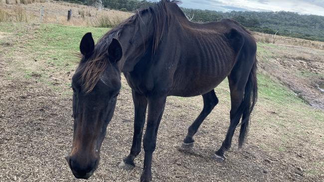 He was found 200 kgs underweight. Picture: RSPCA WA