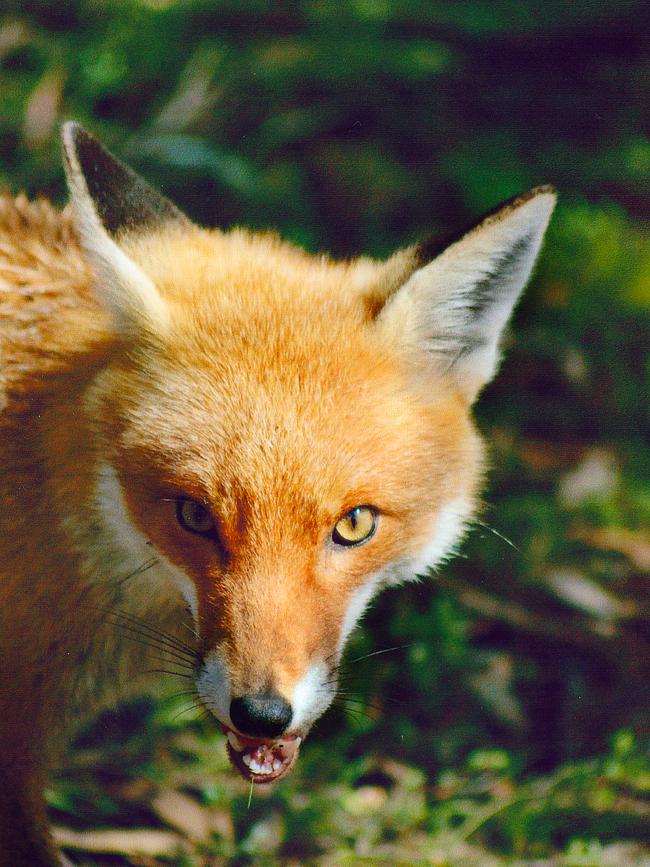 Feral Red Fox