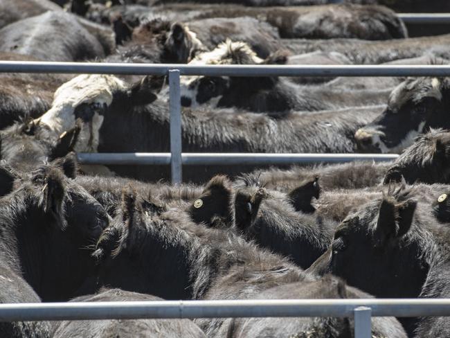 NEWS: High country weaner sales 2021 Omeo sale Tuesday. PICTURED: Generic Livestock. Cattle sale. Saleyards. Mountain cattle. Angus. PICTURE: ZOE PHILLIPS