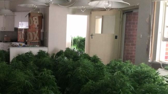 Redfern Region Enforcement Squad have dismantled a criminal group after charging five people and seizing more than 2200 cannabis plants.