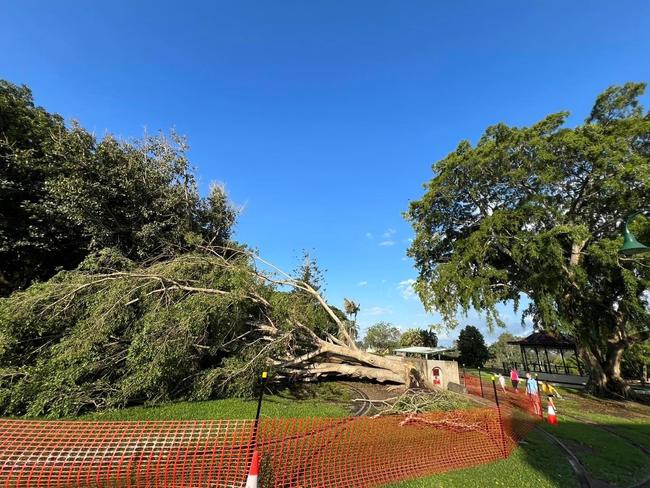 Fallen trees in Queens Park.