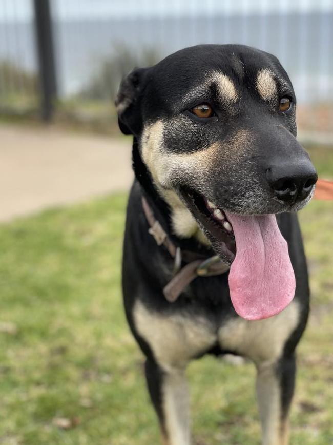 Shelby, a Kelpie from Meeting Place MV. Picture: Supplied