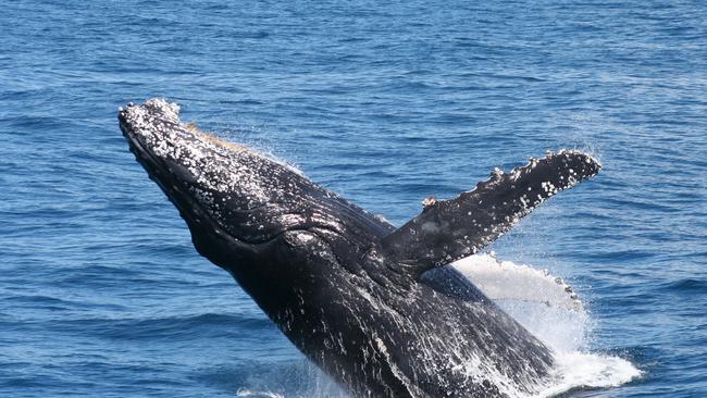 Whales will start appearing in Moreton Bay this weekend | The Courier Mail