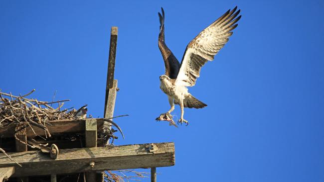 Male osprey with its leg caught in fishing line returning with lunch. Picture: Jinhui Niu
