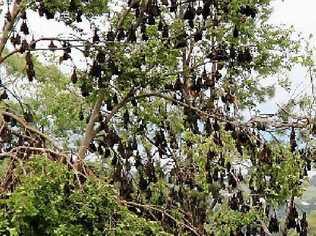 Resident concedes defeat in battle against flying foxes