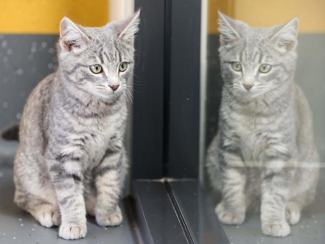 Cat breeding facility proposed for Ipswich as stray population soars