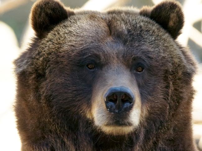 In this Sept. 22, 2014 photo provided by the Wildlife Conservation Society, grizzly bear Veronica is shown at the Bronx Zoo in New York. Veronica, along with grizzly bear Betty, will be relocating to the Central Park Zoo in November. (AP Photo/Wildlife Conservation Society, Julie Larsen Maher)