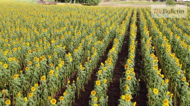 Sunflower fields