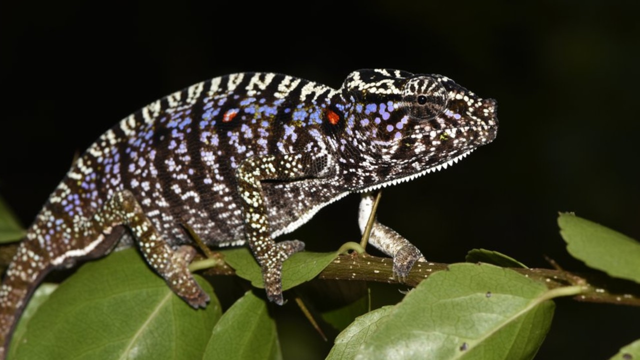 A Voeltzkow’s chameleon in Madagascar, photographed on March 12, 2020. Picture: SNSB/Frank Glaw via AP