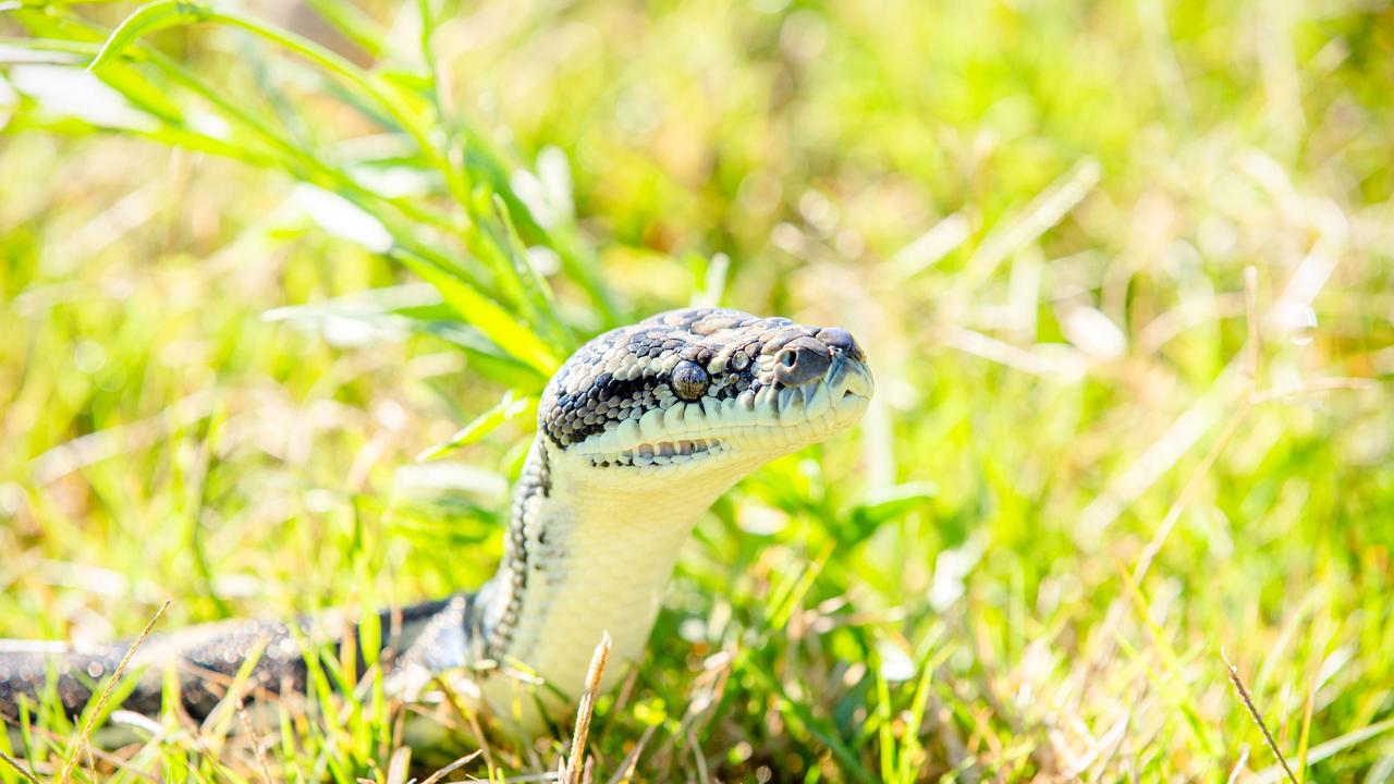 Paramedics had to take a man in his 40s to Rockhampton Hospital after he was bitten by a snake just after midnight on Saturday.Queensland Ambulance Service said the bite occurred at a Frenchville home on February 2. (AAP Image/Richard Walker)