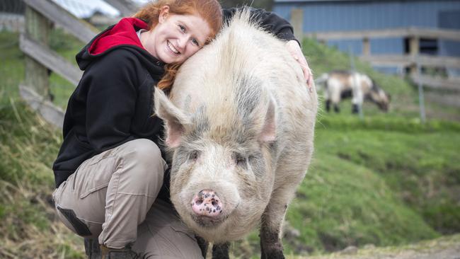 Brightside Farm Sanctuary carer Louise Callanan with Ned the pig at Cygnet. Picture: Chris Kidd