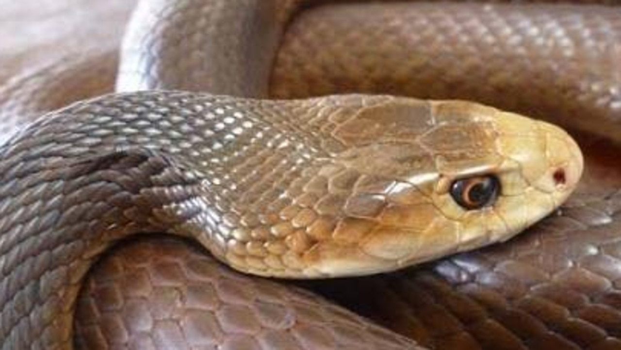 Snake bite victim second reported in Central Qld in a week