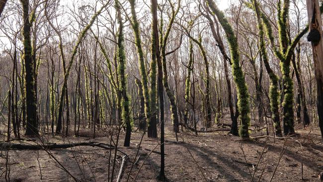 Green shoots in the Currowan State Forest in NSW. Picture: Nic Walker