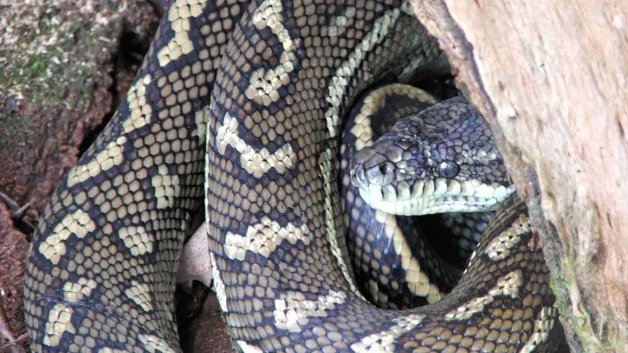 Rush hour' as snakes stock up on rats for winter | Daily Telegraph