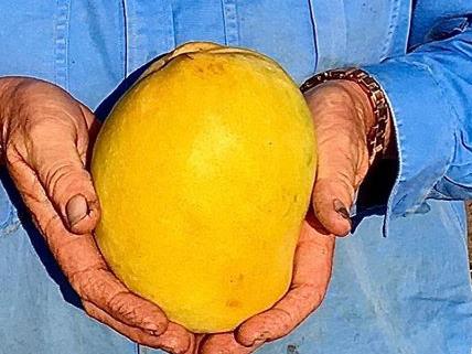 Stackelroth Farms farmer Belinda Williams with the huge Kensington Pride mango.