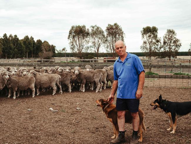 4/02/2025: Bindawarra Merino Stud owner Steve Harrison with sheep at his stud in Giffard West, Victoria. Picture: Ben Fohdo