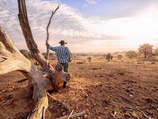 Farmer looking over drought-stricken land. Picture: VMJones