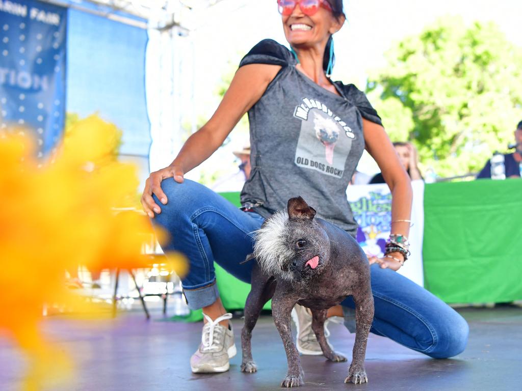 Owner Jeneda Benally said Mr Happy Face had previously lived in terrible conditions and was saved from a hoarder's house. Picture: Josh Edelson/AFP