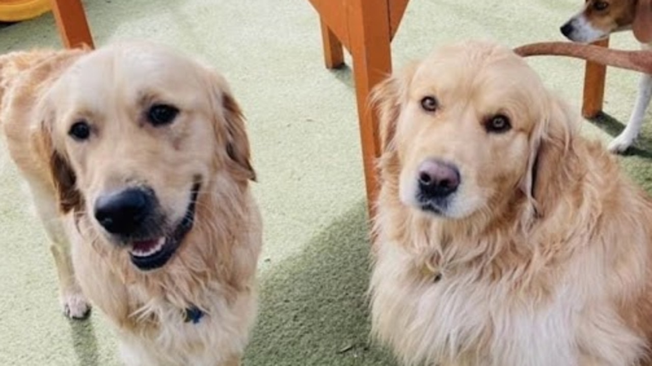 Aussies search for pet-friendly getaway