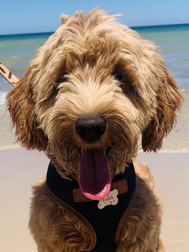 Teddy the mini groodle, sent in by Peter Clifton, Parkside.