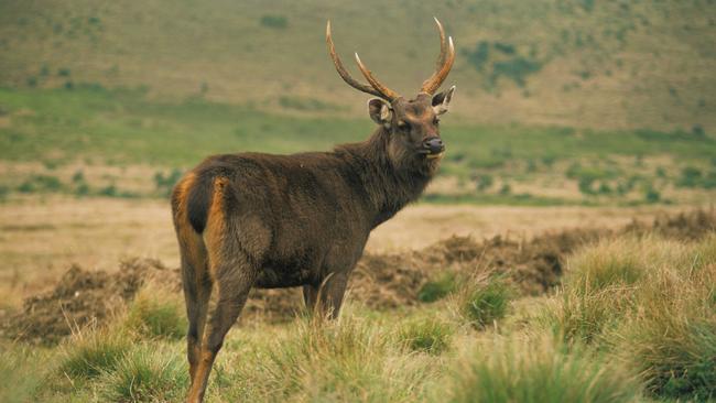 Biosecurity breakdown: Deer and pigs carry a number of diseases that pose potential threats to Australian biosecurity systems.