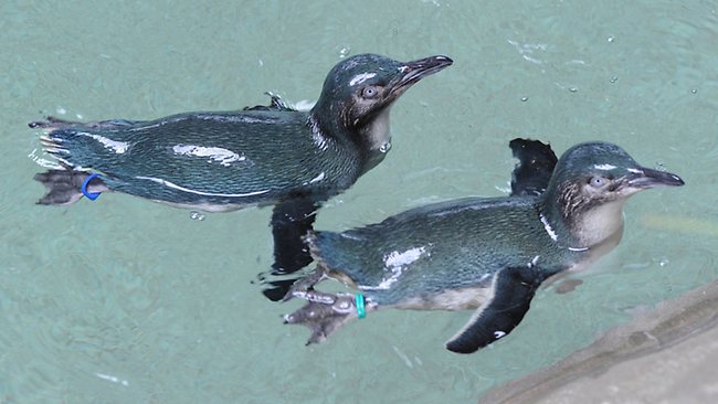 Manly SEA LIFE little penguins