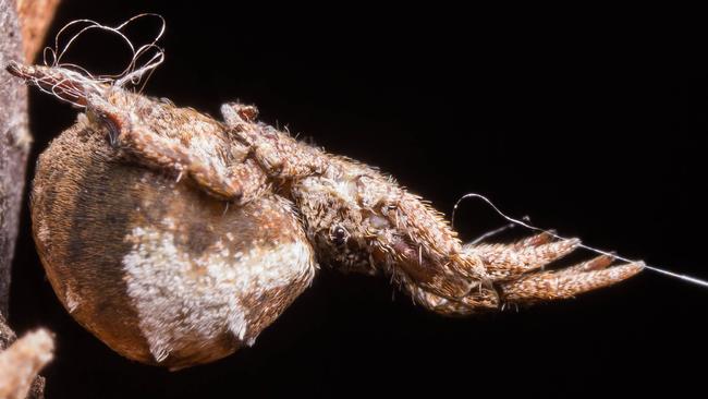 A Hyptiotes cavatus spider holding its web in tension. Picture: AFP