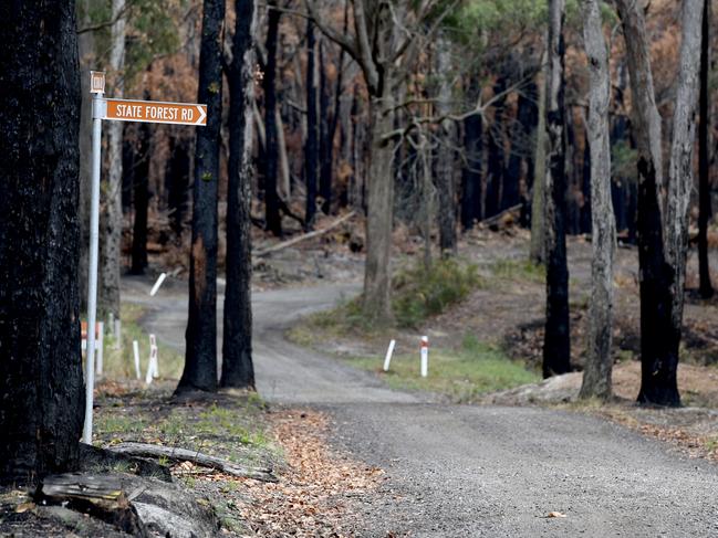 State Forest Rd, where Hannah McGuire’s body was found. Picture: Andrew Henshaw