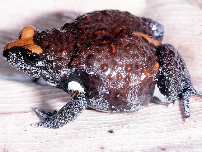 Endangered species Red Crowned Toadlet at Manly Dam.