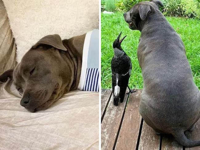 A Gold Coast couple’s pet staffy has become 'depressed and clingy' after the magpie it befriended was seized over a permit bungle. Picture: Instagram