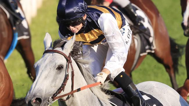 Grey Lion wins takes out the Lord Mayor’s Cup in May.