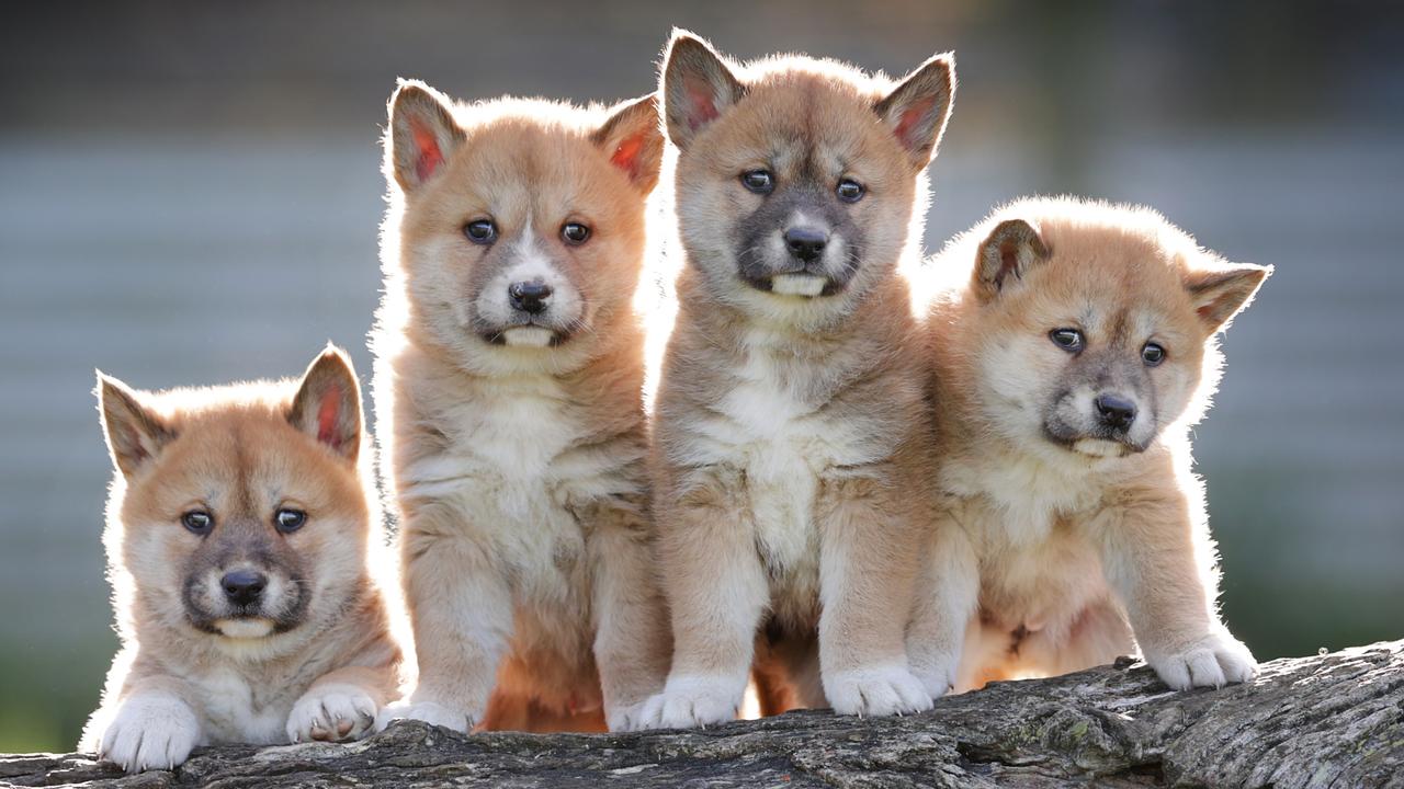 The AMTC says dingoes fall into the east Asian lineage of dogs. Picture: David Caird