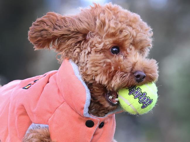 City of Melbourne unleashes plans for eight new dog parks. Doggos around inner-city Melbourne could soon be treated to more parkland for their daily walkies under a City of Melbourne proposal to double the number of off leash areas. Billy plays with his tennis ball in the park at Docklands.                     Picture: David Caird