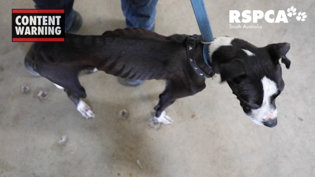 Emaciated dog found in Munno Para park