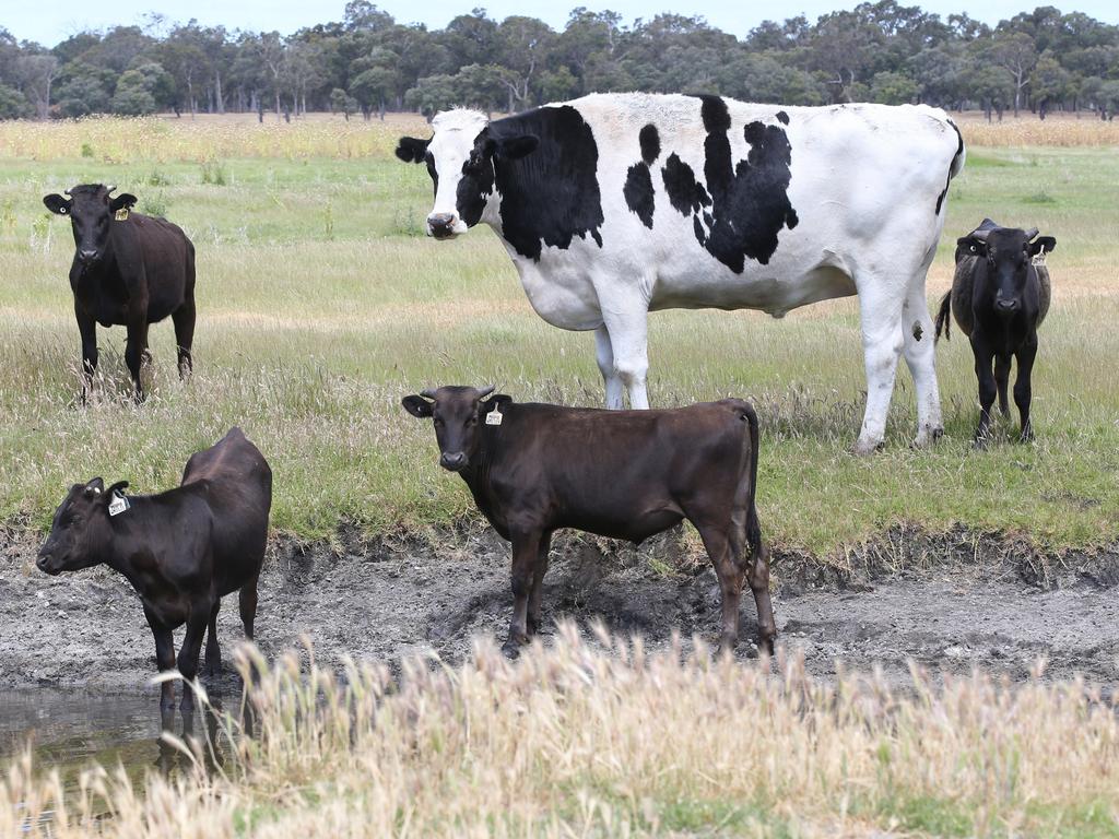 Myalup bovine, Knickers, stands high above his flockmates. Picture: Sharon Smith