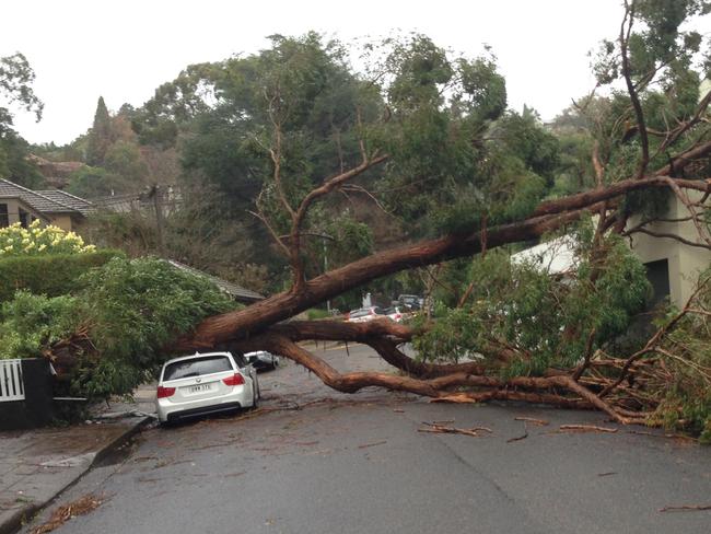 A fallen tree crushes a car after a storm in Mosman. Picture: Mosman SES