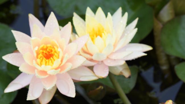 The Blue Lotus Water Garden at Yarra Junction has an amazing collection of plants on display across it's large site. Owner Geoff Cochrane has been growing the giant waterlily Victoria cruziana since 2004 and it is a popular attraction for visitors wishing to admire the very large lily pads and the flower, which opens at dusk. Picture: Steve Tanner