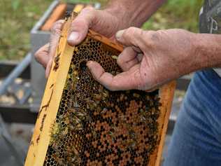 Paul Marsh scrapes a bit of honey straight from the bee hive.Photo: Emily Smith. Picture: Emily Smith