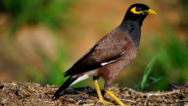 Bayside Council’s Indian myna cull program continues.