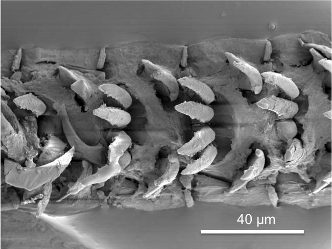 Up close and personal ... A scanning electron microscope image of a row of limpet teeth. Source: University of Portsmouth