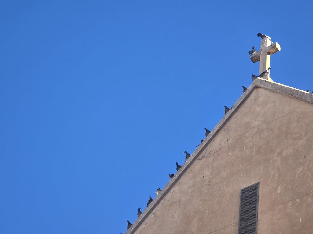 Locals say a pigeon infestation problem at Port Pirie is out of control. Picture: Supplied