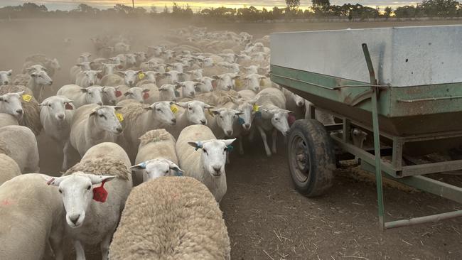 Farmer Matt Kelly is feeling the drought 15km east of Hamilton. Picture: Supplied / Matt Kelly