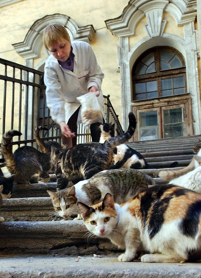 A museum worker, e Museum supervisors, Tatyana Danilova, feeds the museum mice hunters, in St. Petersburg. Cats have been part of the Hermitage's security system since its founding days. Picture: AP