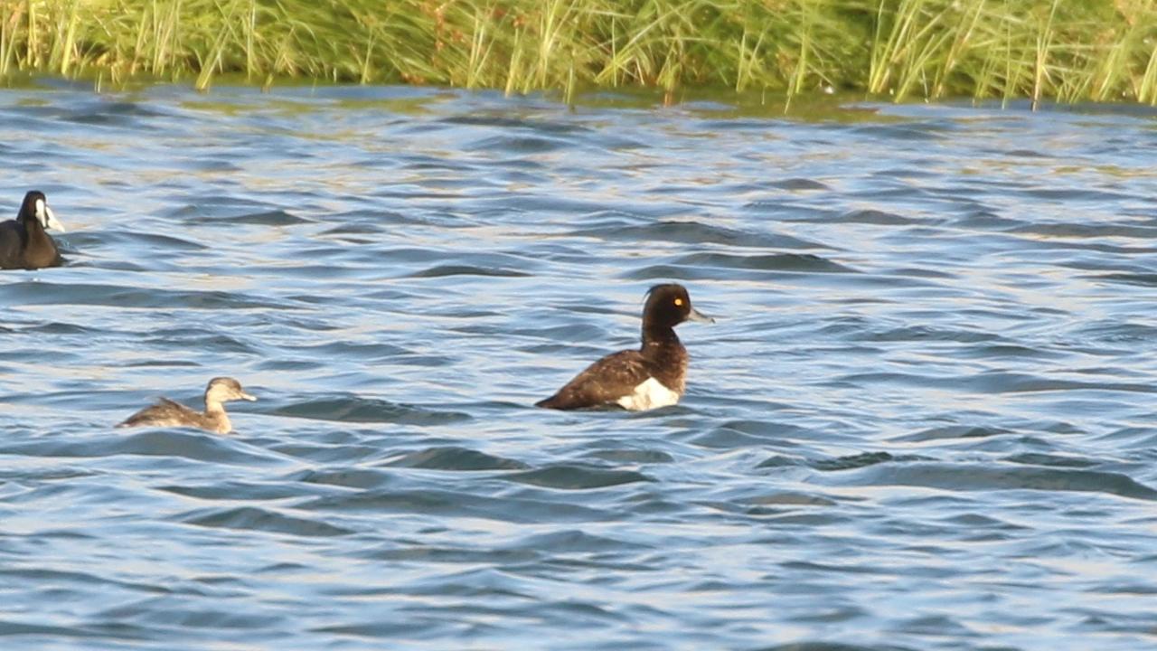 Birdwatchers flock to Werribee sewage farm to see Tuffy, the tufted ...