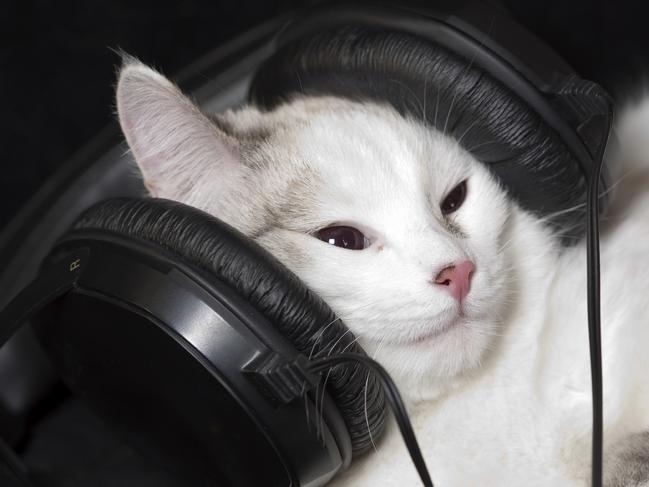 What genre of music do cats like best?