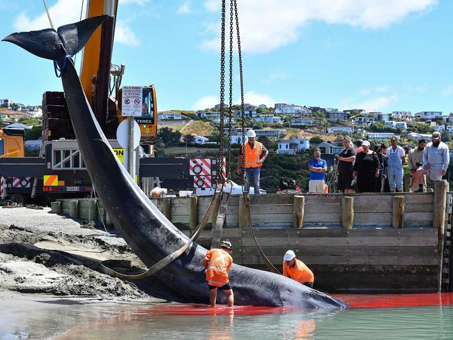 Rescuers retrieve the carcass of a stranded fin whale in Christchurch. Picture: Sanka Vidanagama/AFP