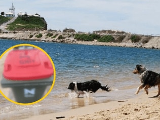 Wild message written on bin at Newcastle dog beach